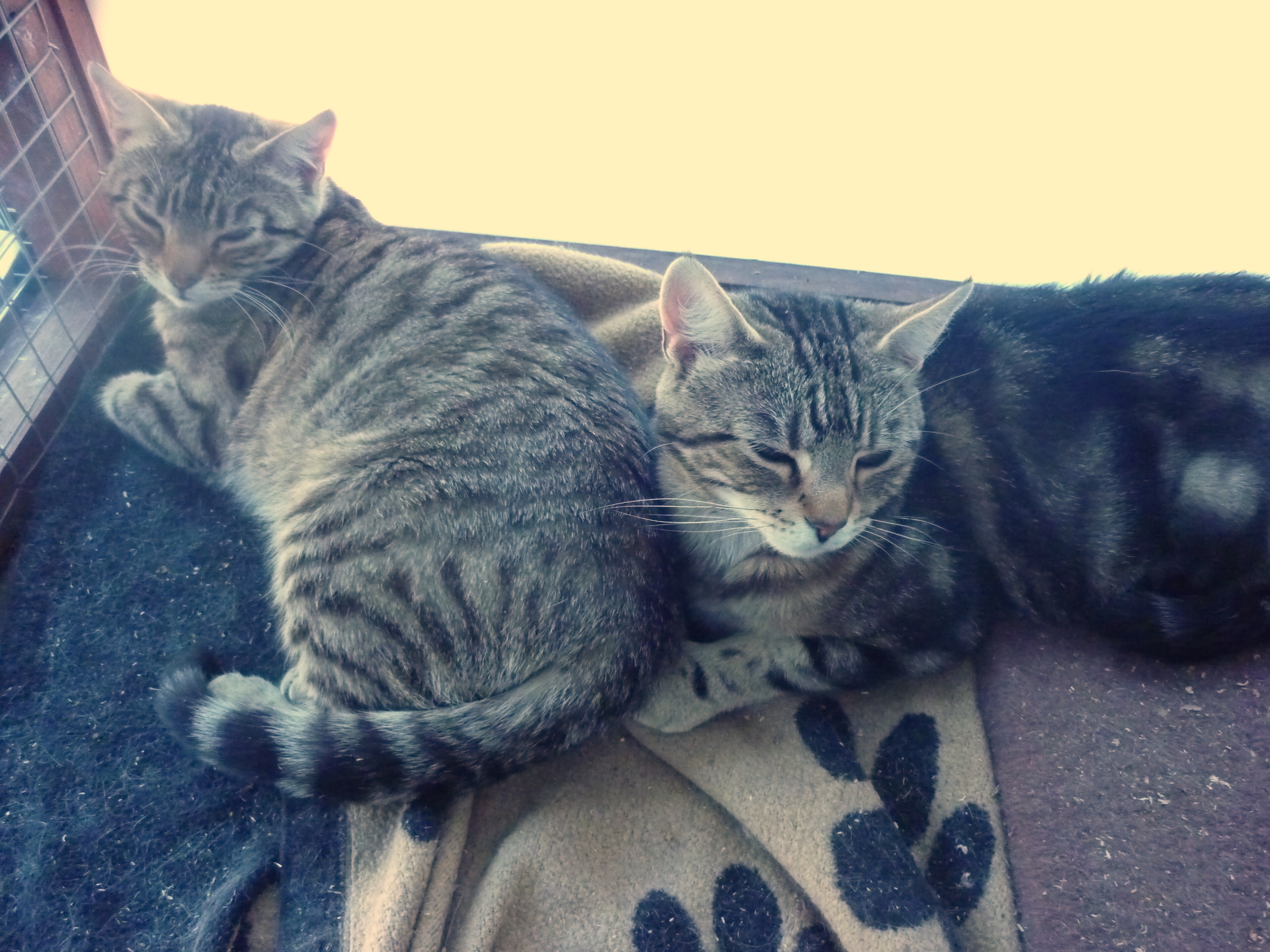 Twilight Cats